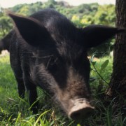 Rechtsanwaltskanzlei Arndt Hohnstädter